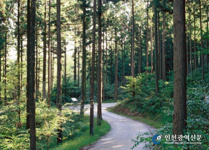 장성치유의숲 임도