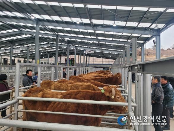 능혁 한우암소 분양