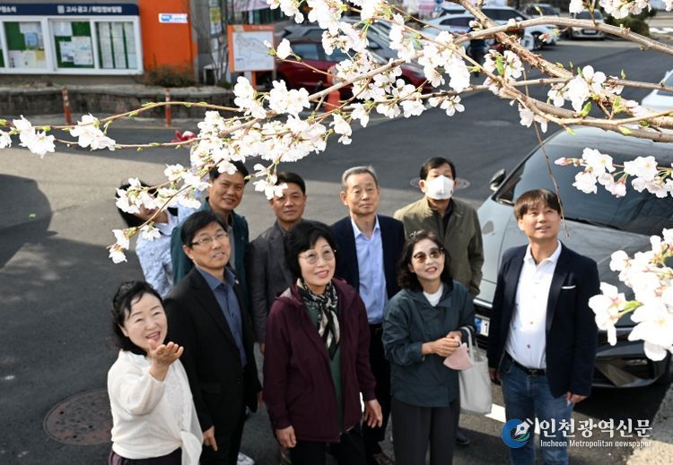 궁거랑에 봄마중이 벚꽃이 피었습니다.