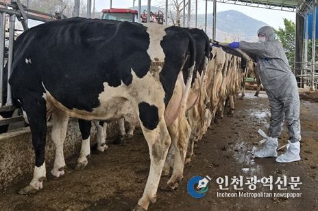 강화군 내 젖소 사육농가 결핵 검진