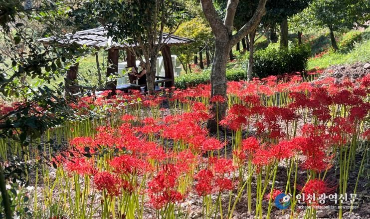 진도군, ‘운림산림욕장 꽃무릇’ 개화