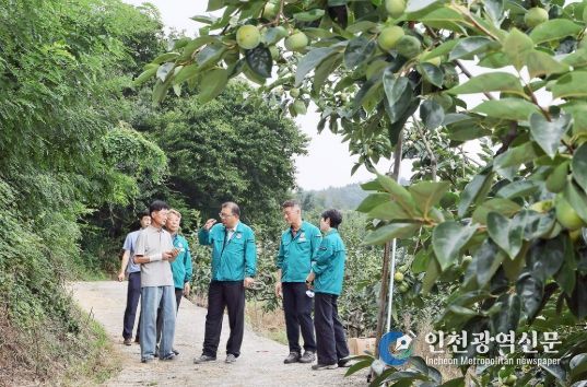 장금용 창원특례시장 권한대행, 북면 단감 농가 방문 등 현장 행정 강화