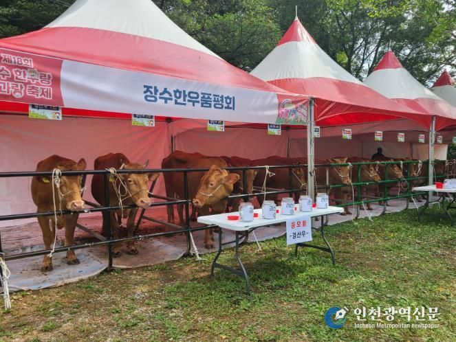장수군, 제19회 장수한우랑사과랑 축제서 ‘장수한우 품평회’ 개최