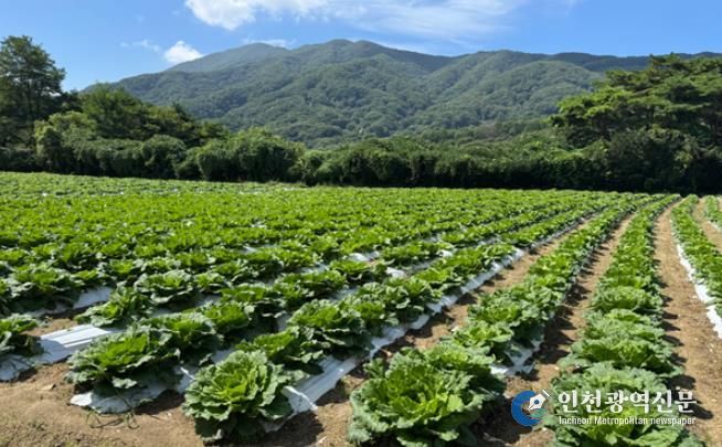 장수군, 준고랭지 여름배추 실증재배 추진