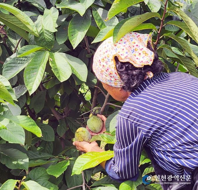 친환경 특산품 포포 열매 본격 출하