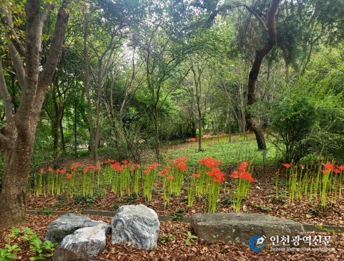 원광대 자연식물원, 붉은 '꽃무릇' 물결