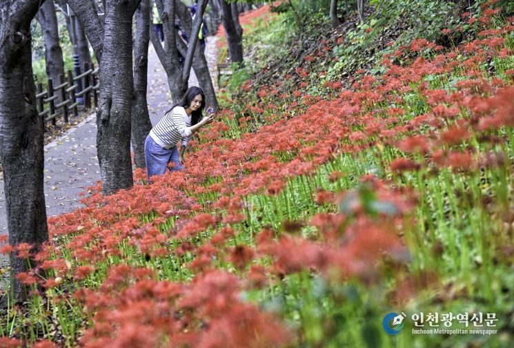 50만여 송이 붉은 꽃무릇, 선암호수공원 가을을 물들이다