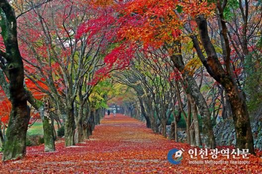 축제는 풍성하게, 관광은 쾌적하게! 확 달라진 정읍의 가을-내장산