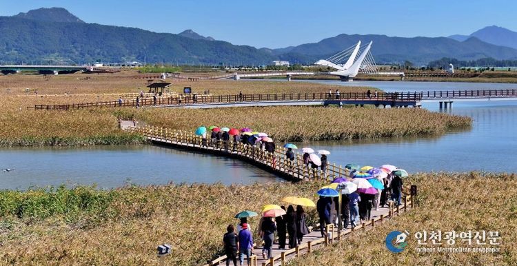 강진만 갈대밭-추천