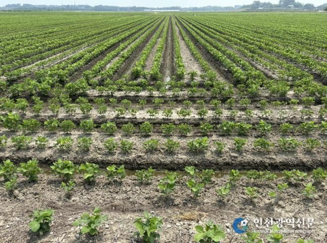전국 최대 논콩 주산지 김제시, 날개를 달다