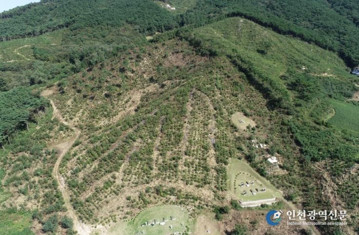 고창군 대산면 상수리나무숲, 산림청 우수조림지 선정