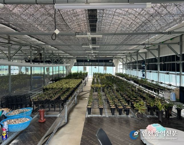 수출용 한국춘란을 재배 중인 온실 내부 모습