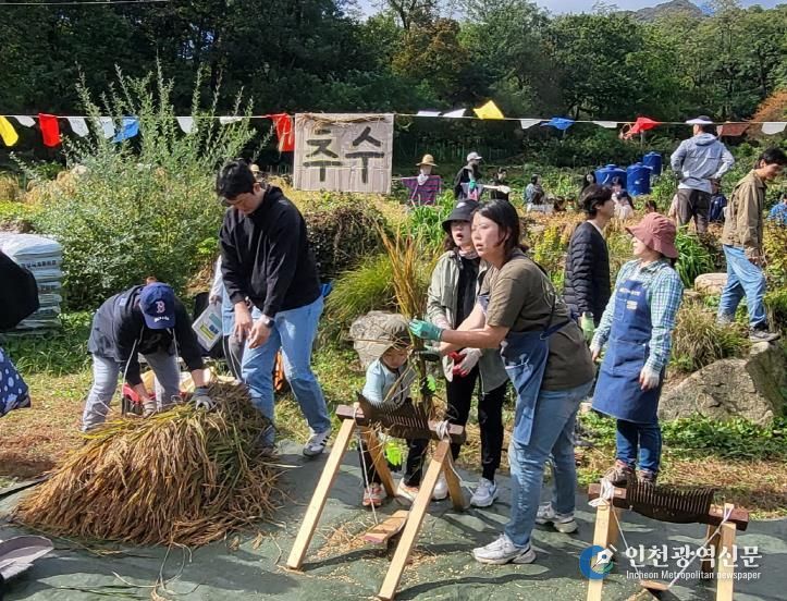 지난해 강북도시농업체험장에서 진행된 추수 행사 전경