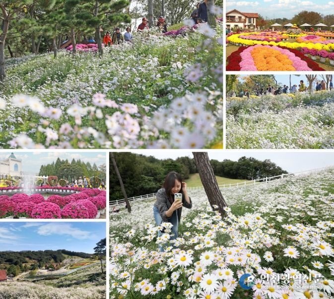 임실군, 국화와 구절초 등 만개
