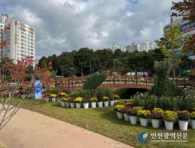 예천군, 국화로 도심 속 가을 향기를 선사하다