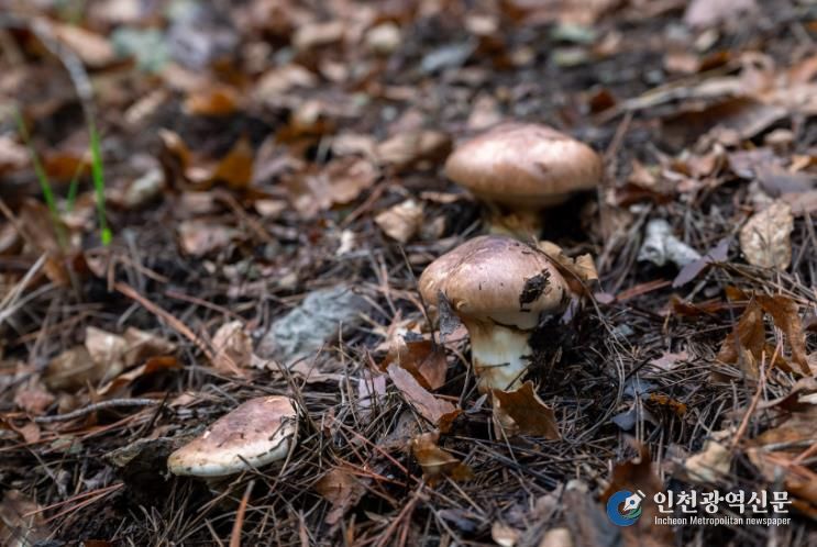 영덕군 자연산 송이.