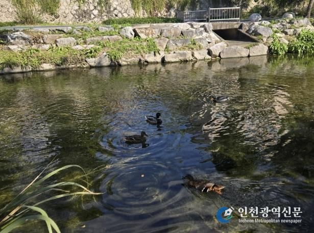 성북구 하천, 10월 수질 분석서 ‘좋음’ 등급 유지