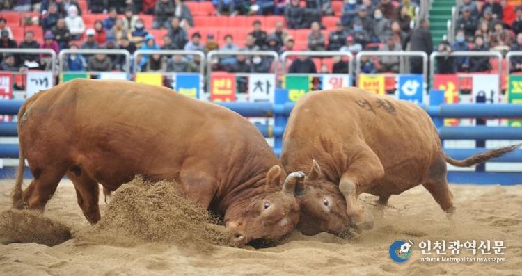 2025년 청도군 전국 민속 소싸움대회 개최