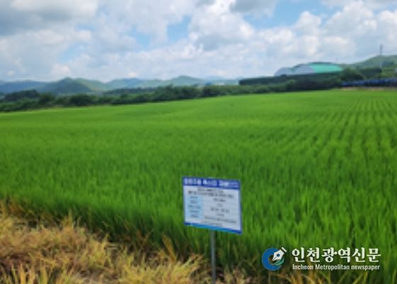 강원도 홍천의 ‘주향미’ 재배단지 전경