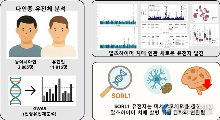 다인종 유전체 분석을 통해 발굴한 SORL1 유전자의 치매 발병 완화 효과