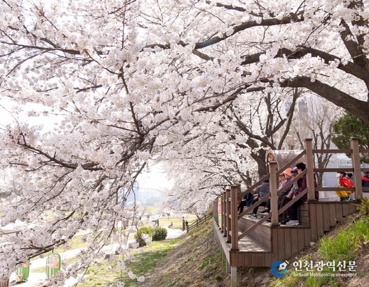 중랑천변 벚꽃길