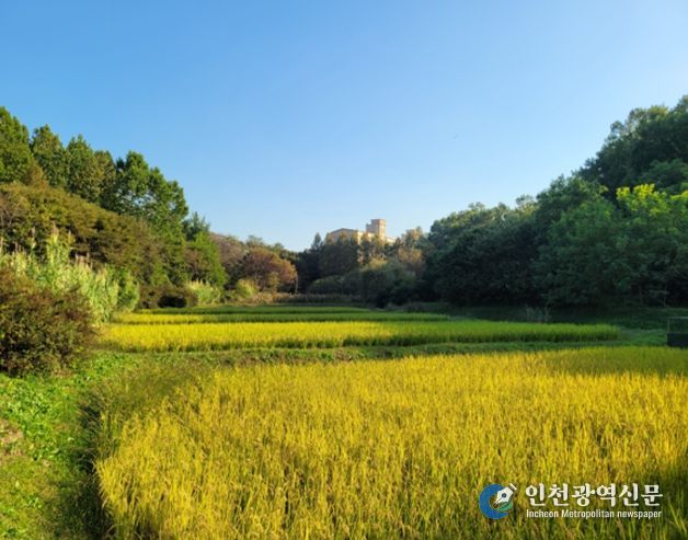 인천대공원 습지가 키운 반디쌀