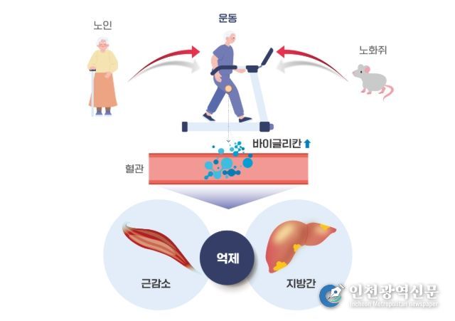 운동을 통해 분비된 바이글리칸(Biglycan)의 근육과 간 손상 개선효과 모식도