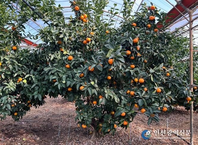 ‘미래향’ 재배