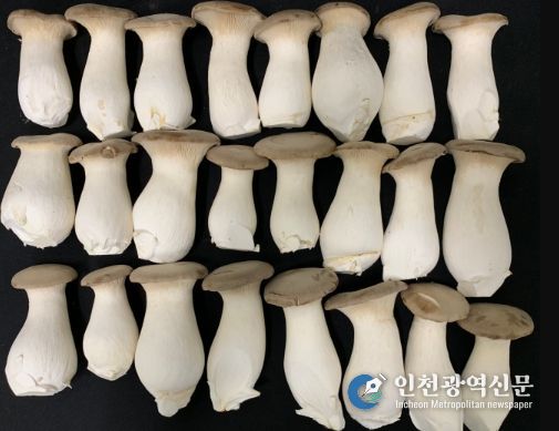 홍삼 부산물 배지에서 재배한 큰느타리버섯
