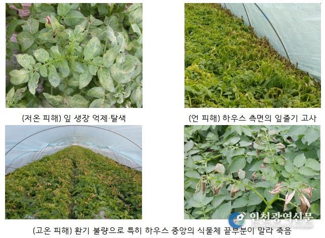 겨울 시설감자의 저온(1~2월)과 고온(3월) 피해