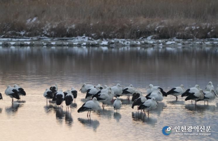 고창 해리천 황새-클로즈업.