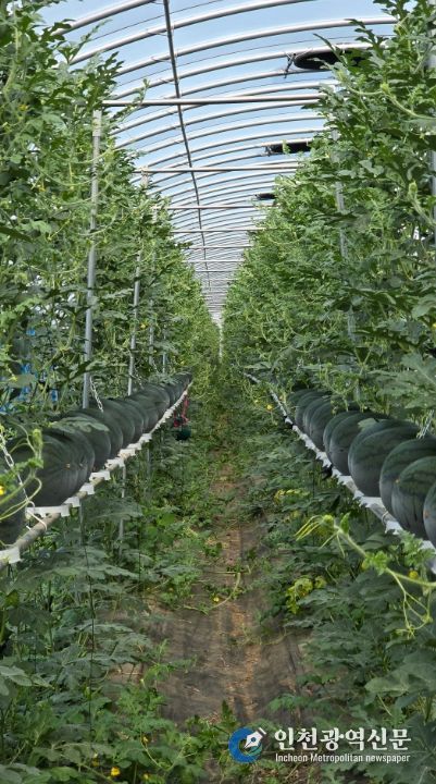 구례군, 수박 수직재배 시범사업으