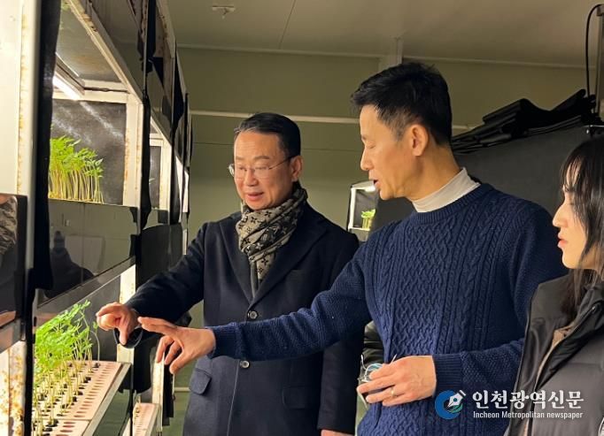 영광군에서 키운 ‘새싹인삼’ 일본 수출 본격적으로 추진