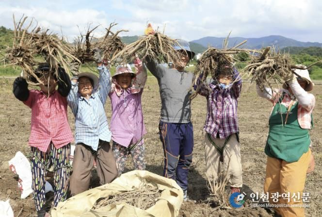 산청군, 약초생산기반조성사업 추진
