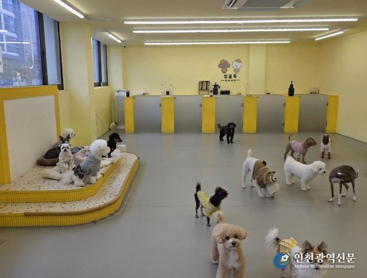 구로구 ‘우리동네 펫위탁소’ 지정업체인 엉클독 애견유치원 내부 모습
