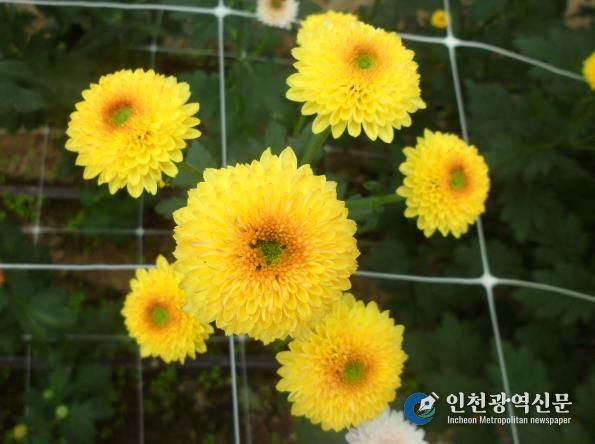 국화(큐티버블앰버)