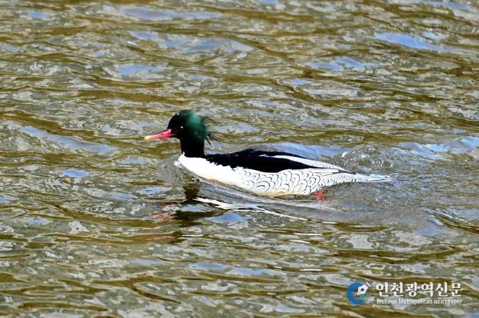 성동구와 사회적협동조합 한강은 최근 중랑천-청계천 합류부에서 호사비오리 수컷 1개체와 암컷 2개체가 먹이활동과 휴식을 하는 모습을 확인했다.(사진은 중랑천-청계천 합류부에서 발견된 호사비오리 수컷)