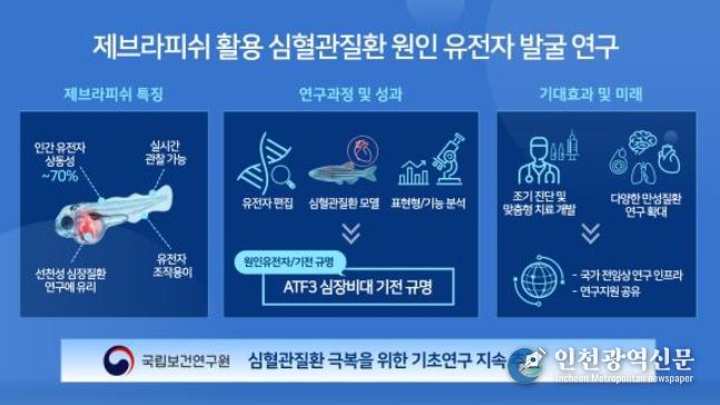제브라피쉬 활용 심혈관질환 원인 유전자 발굴 연구