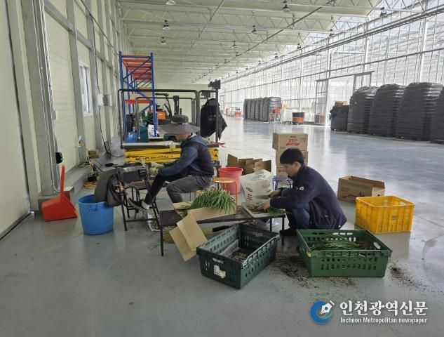 봉화군, 임대형 스마트팜 청년농 양액재배 쪽파 출하 한창