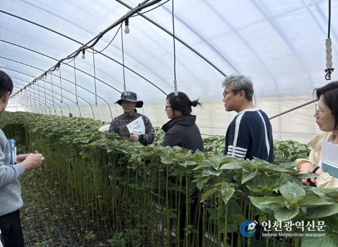 진안군, 수경재배 잎들깨 고품질 생산 현장컨설팅 추진