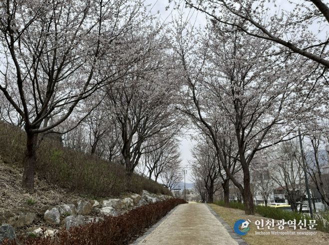 충주 사직산‘도시바람길숲’ 벚꽃 절정…도심 속 봄 명소 부상