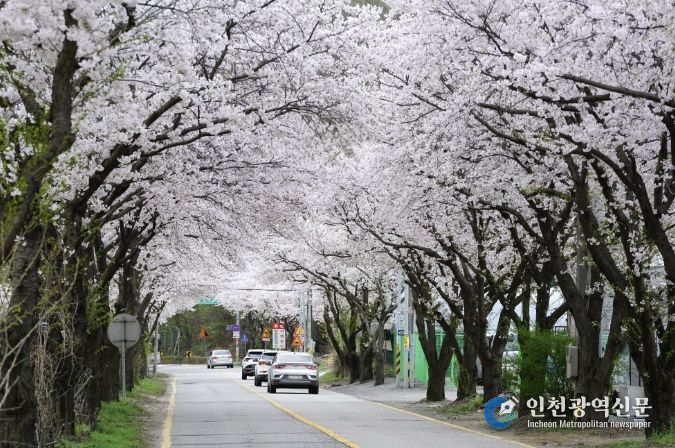 벚꽃 구경 멀리 갈 이유 없다, 광주에 다 있으니까