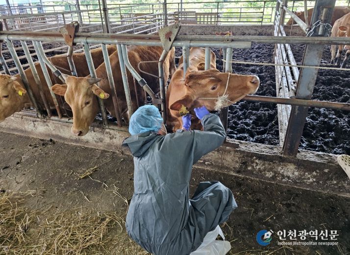 구제역 백신 일제접종 모니터링