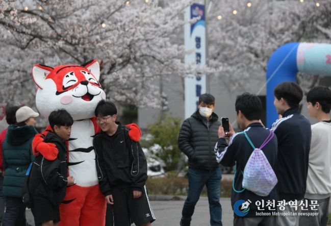 벚꽃으로 물든 영광, 2026년 영광 청년 벚꽃축제