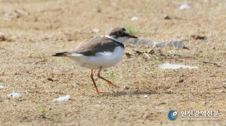 창원시 주남저수지 연꽃단지, 도요·물떼새들의 생태 오아시스
