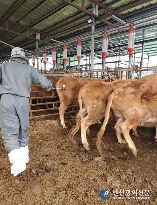 보은군, 구제역 백신 항체 모니터링 검사 추진