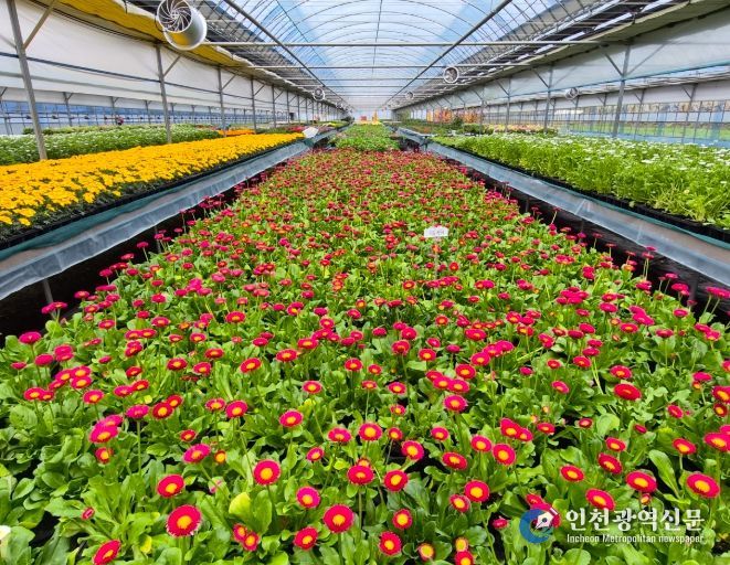 순천시, 도심 곳곳 봄꽃 물결