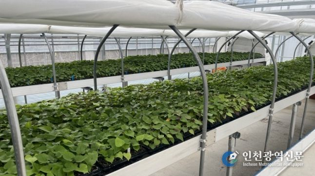 순화 육묘 중인 고구마 조직배양 무병묘