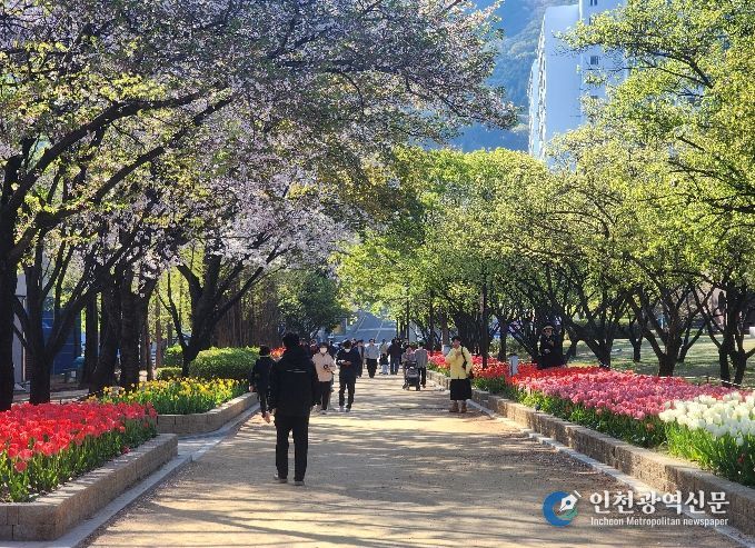 연지공원·대청·율하천은 지금 튤립 세상