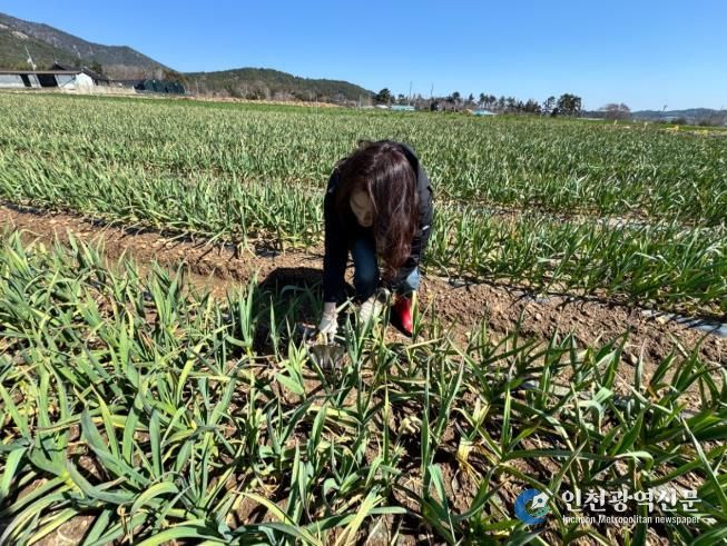 장흥군, 양파·마늘 재배지 생육관리 당부